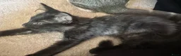 Mixed Breed cats for sale: 2 male kitten looking for forever homes  in Ashton-under-Lyne - Advert 4