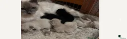 Mixed Breed cats for sale: Ragdoll x Maine coon kittens last 2 available. - Advert 2