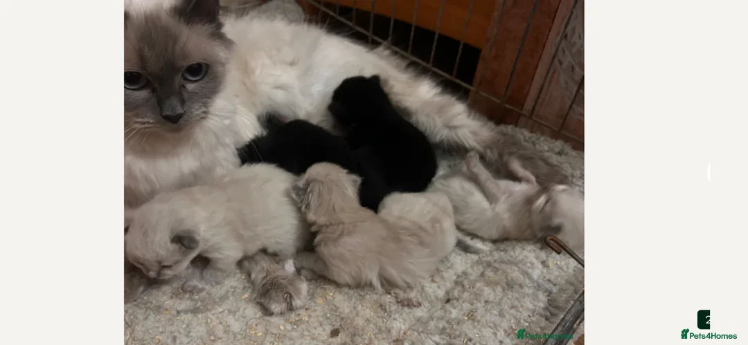 Mixed Breed cats for sale: Ragdoll x Maine coon kittens last 2 available. - Advert 2