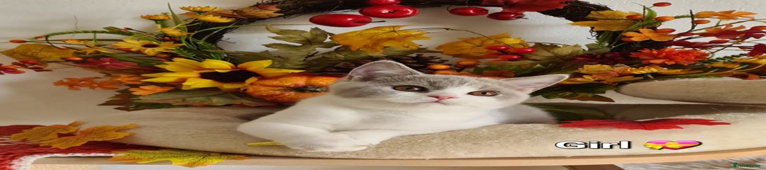 British Shorthair 
