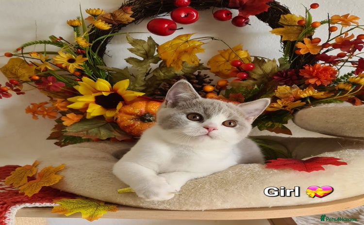 British Shorthair cats - Advert 3