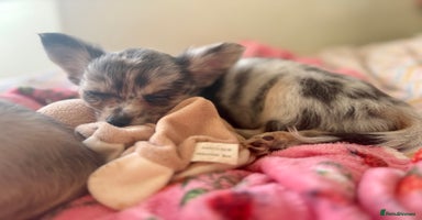 Chihuahua dogs Merle Chihuahua Puppies Ready Now - Advert 5