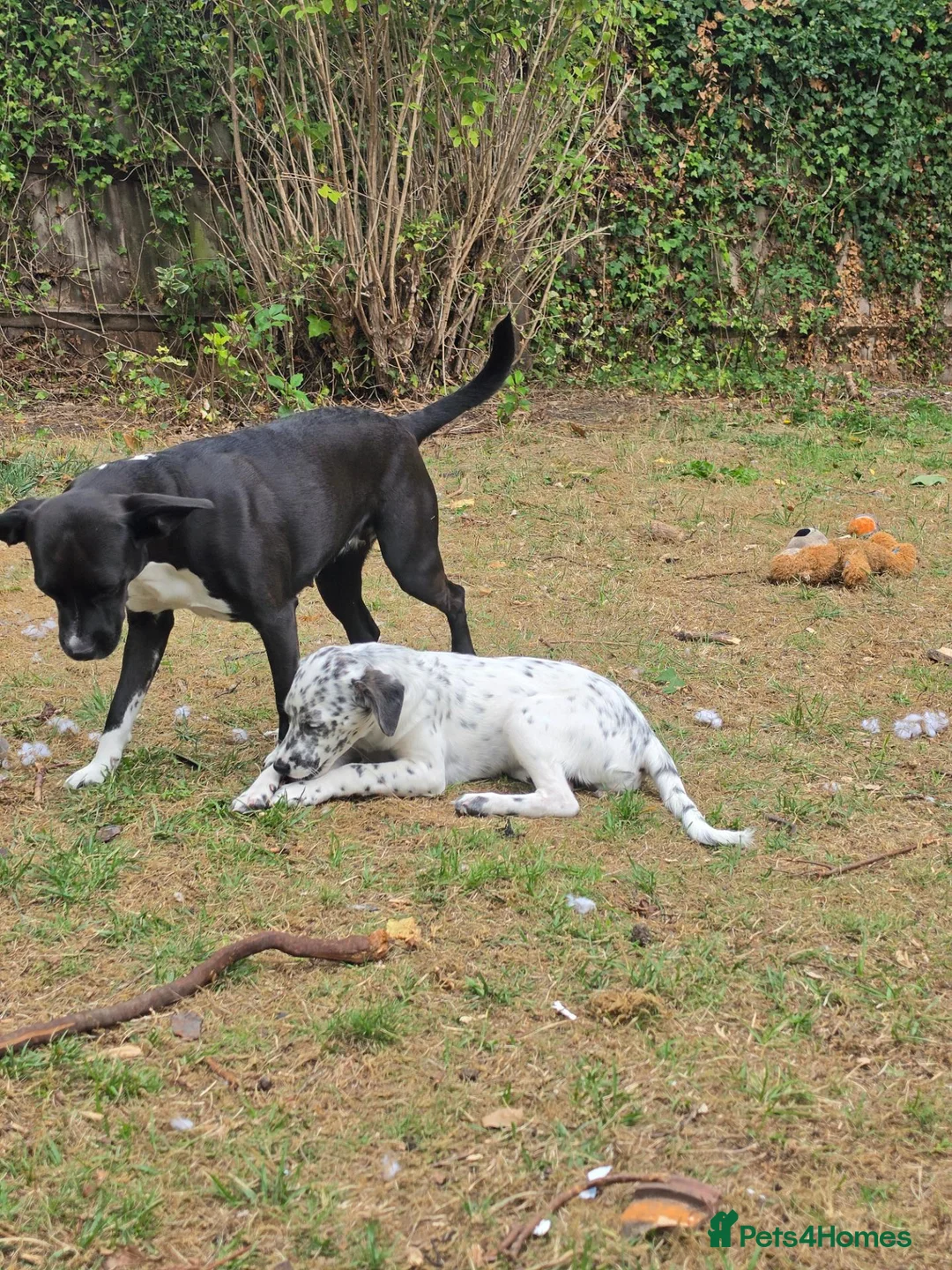 Mixed Breed dogs for sale: Beautiful female puppy 5 months in Marlborough - Advert 2