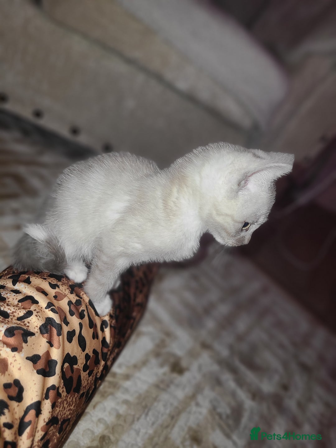 Mixed Breed cats for sale: Beautiful boy kitten available  - Advert 4