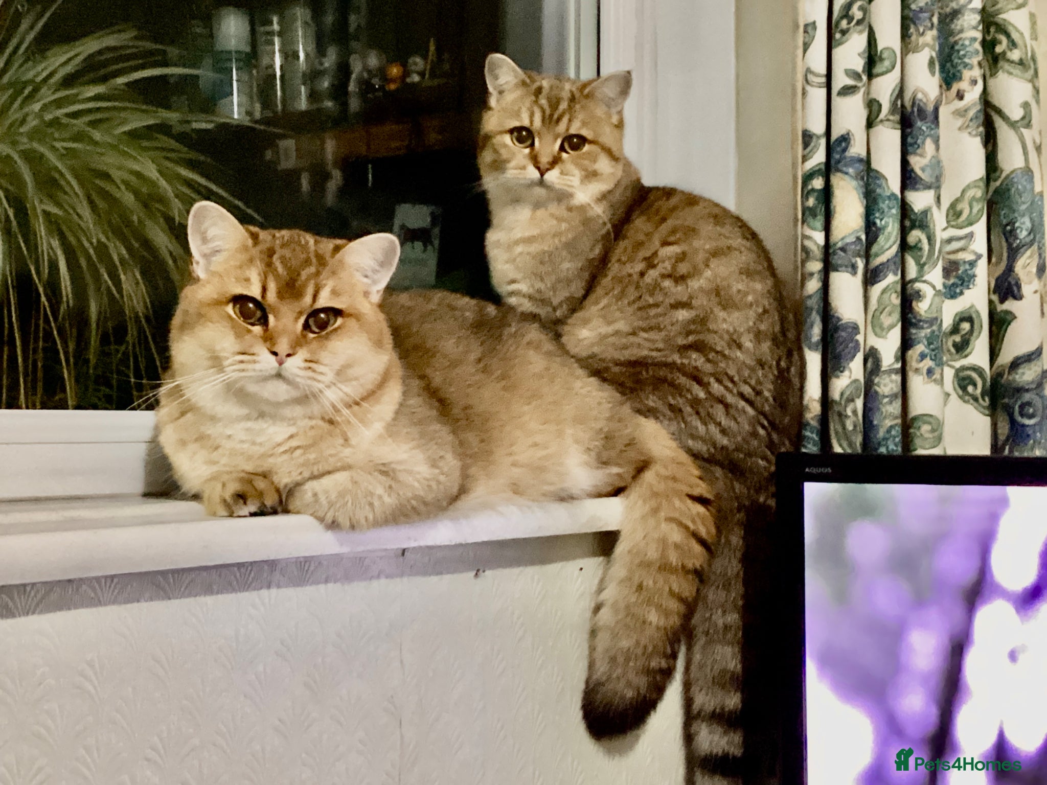British Shorthair cats Two young adult golden BSH male cats - Advert 1