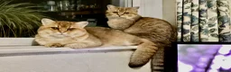 British Shorthair cats for sale: Two young adult golden BSH male cats - Advert 1