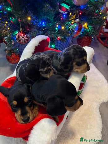 Miniature Dachshund dogs KC Registered Miniature dachshund - Advert 13