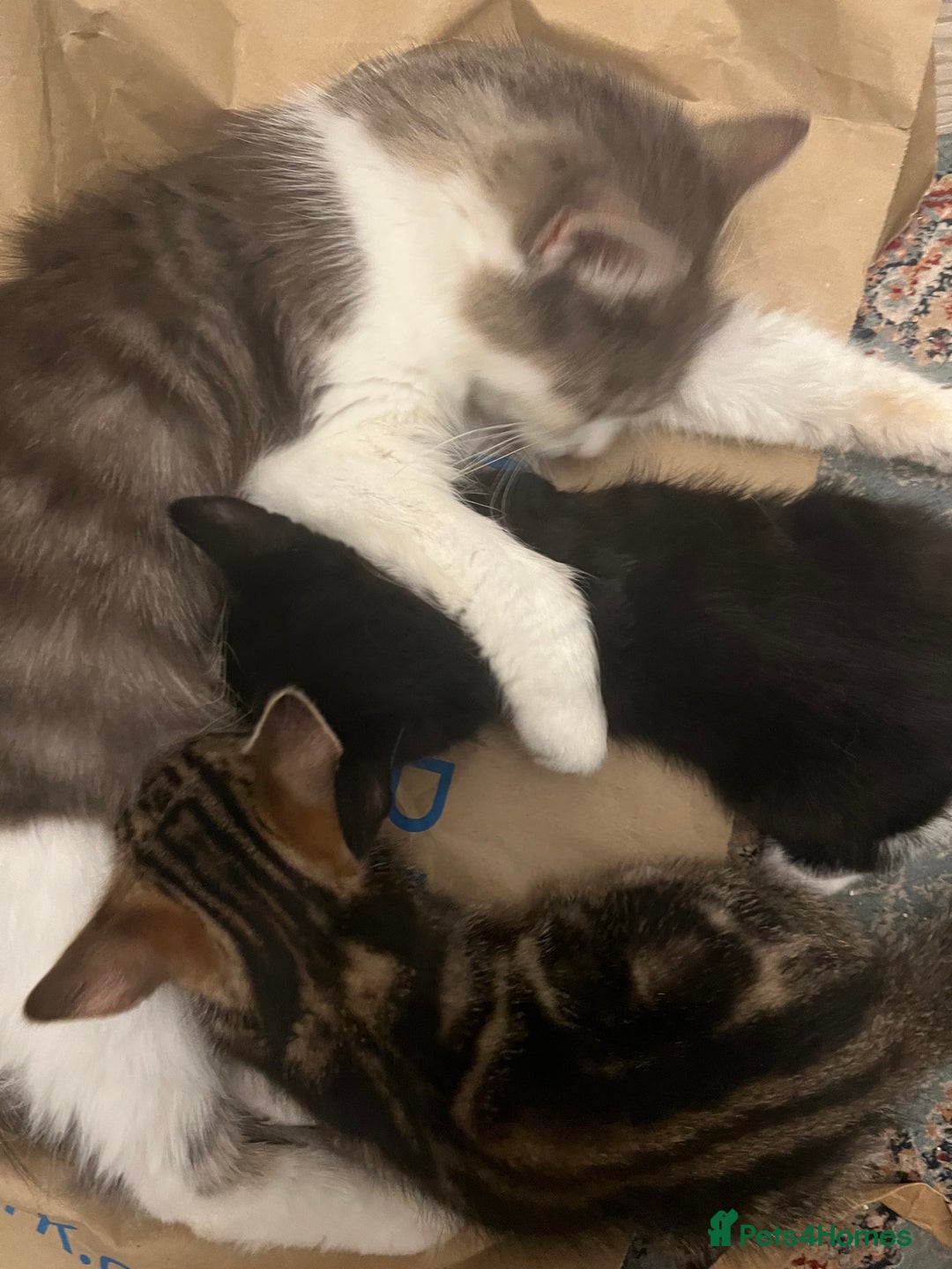 Domestic Shorthair cats for sale: Kittens kitten baby cats - Image 6