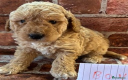 Cockapoo dogs for sale: Cockapoo Puppies – Well Socialised and beautiful  - Advert 15
