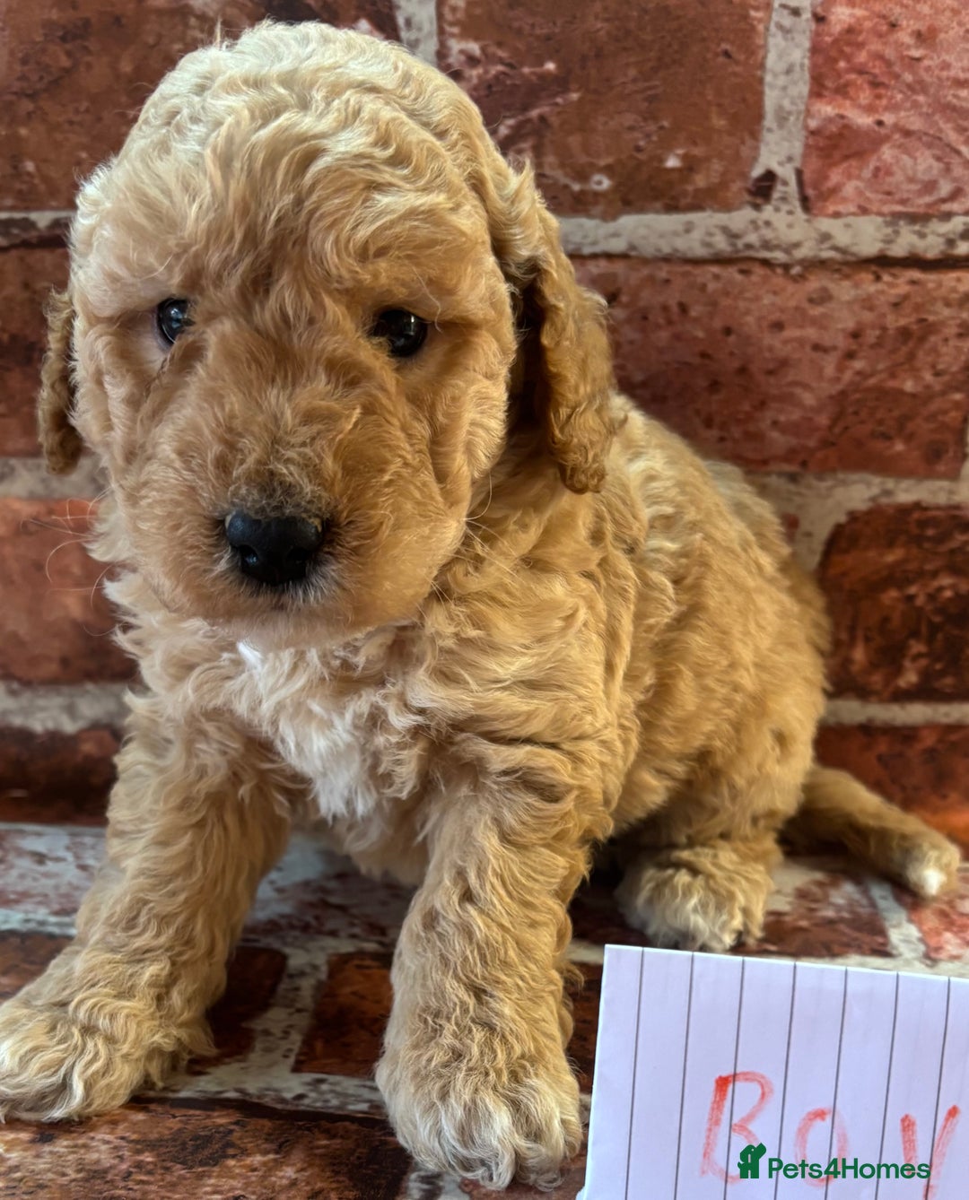 Cockapoo dogs for sale: Cockapoo Puppies – Well Socialised and beautiful  - Advert 15