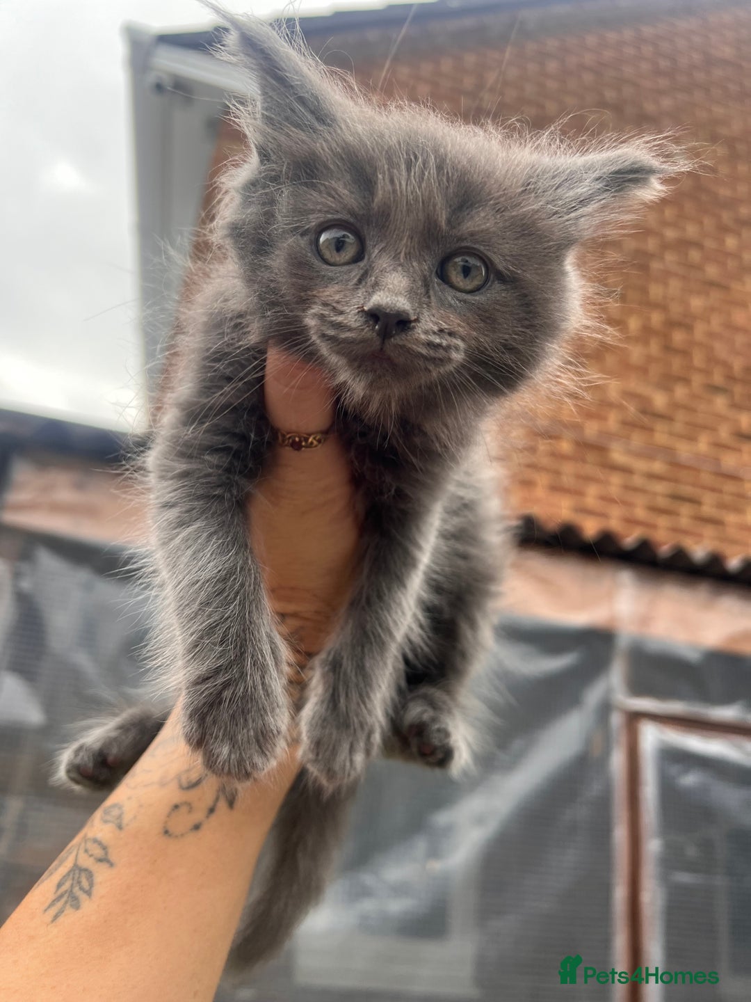 Ragdoll cats for sale: 😍Ragdoll&British Shorthair Mix😍 - Image 5