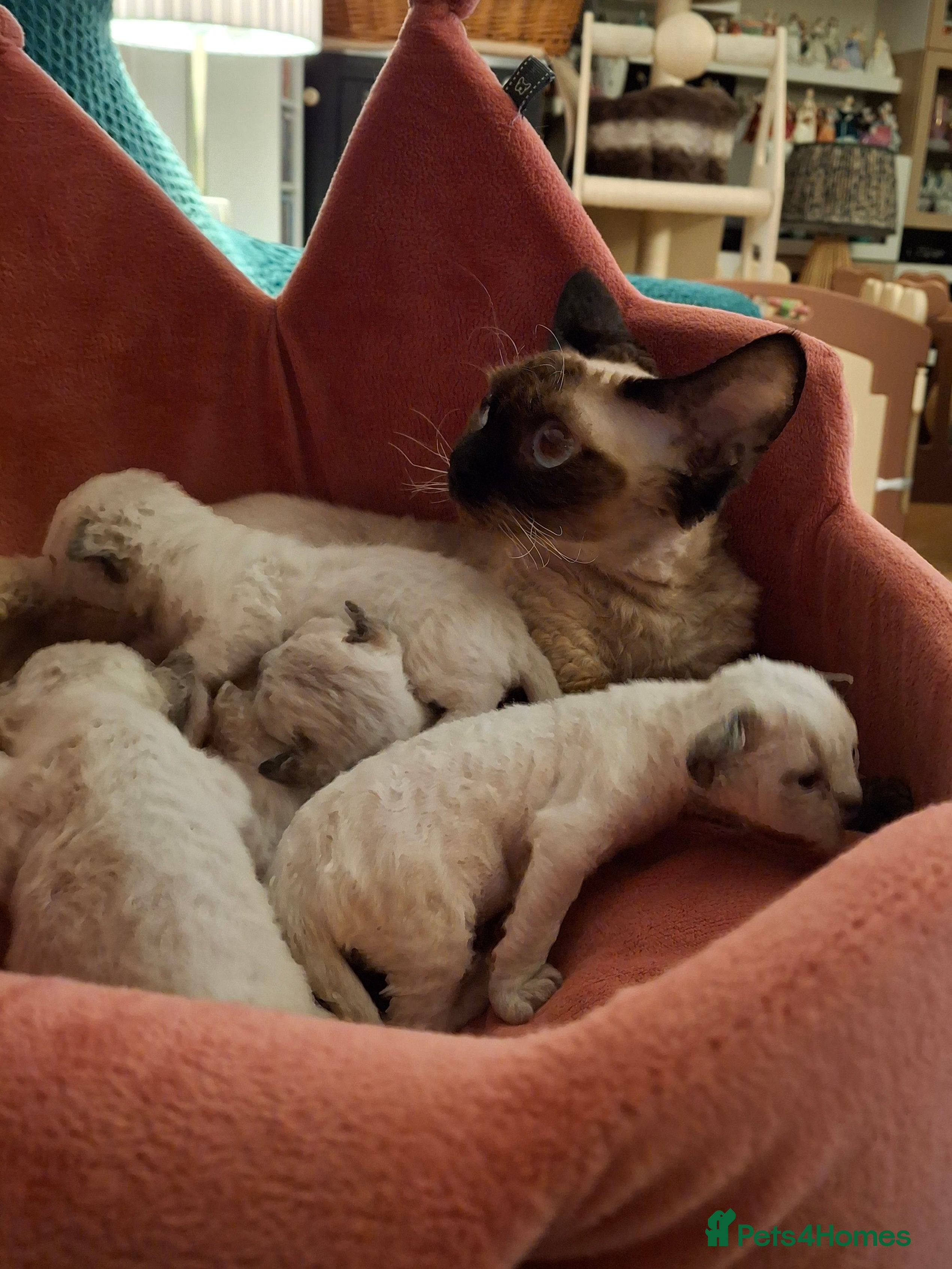 Devon Rex cats Devon Rex Kittens – FIFe Registered Pedigree - Advert 13