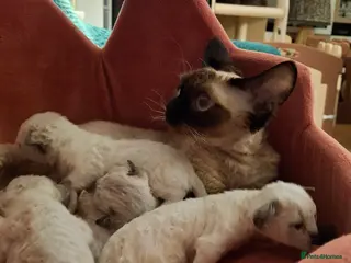 Devon Rex cats Devon Rex Kittens – FIFe Registered Pedigree - Advert 1