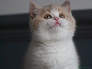 British Shorthair cats 🐾Lilac Tortie GCCF Registered BSH Kitten🐾 - Advert 10