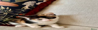 Mixed Breed 3