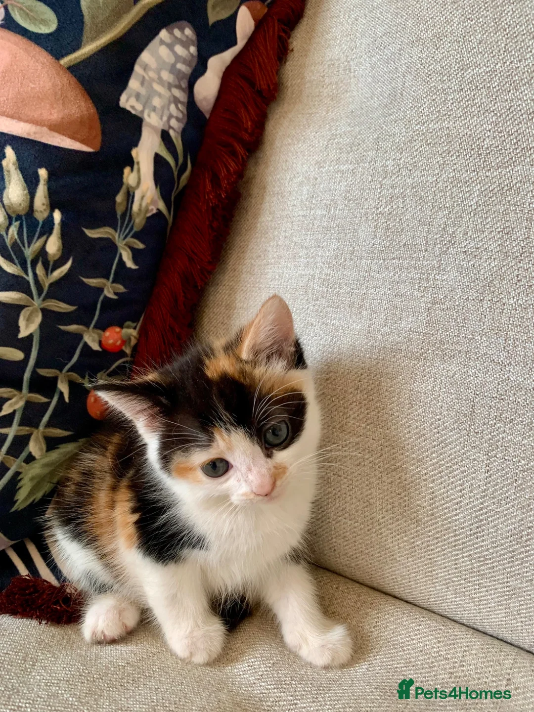 Mixed Breed cats for sale: Kittens Seeking Forever Homes! - Advert 17