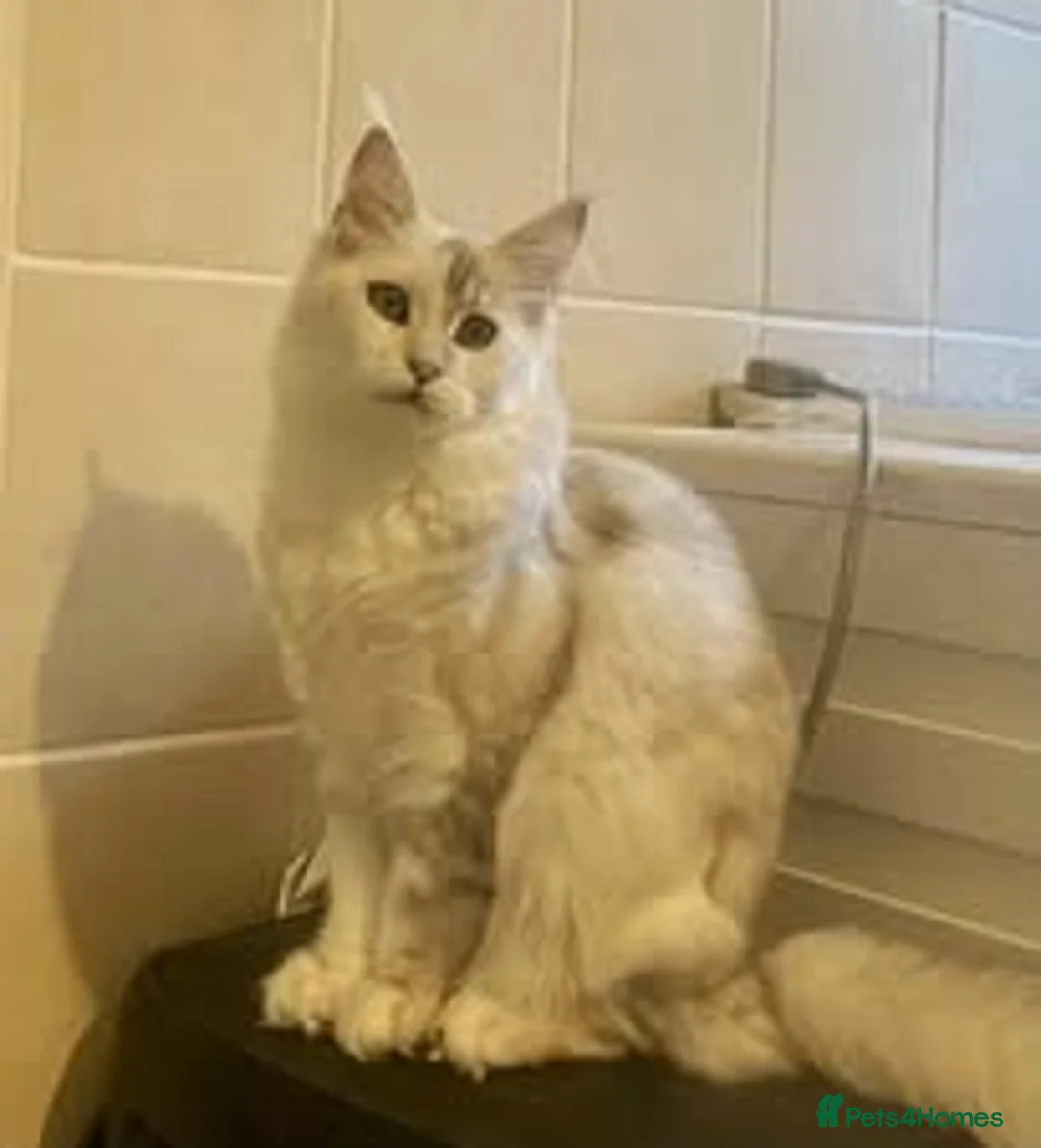 Maine Coon cats for sale: Silver Shaded Beauties in Liskeard - Advert 2