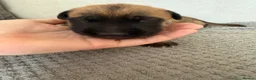Belgian Shepherd Dog dogs for sale: Belgian Malinois Puppies  in Billingham - Advert 20