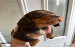 Cocker Spaniel dogs for sale: Only 1 pup left! Fantastic WCS health tested pup  - Image 5