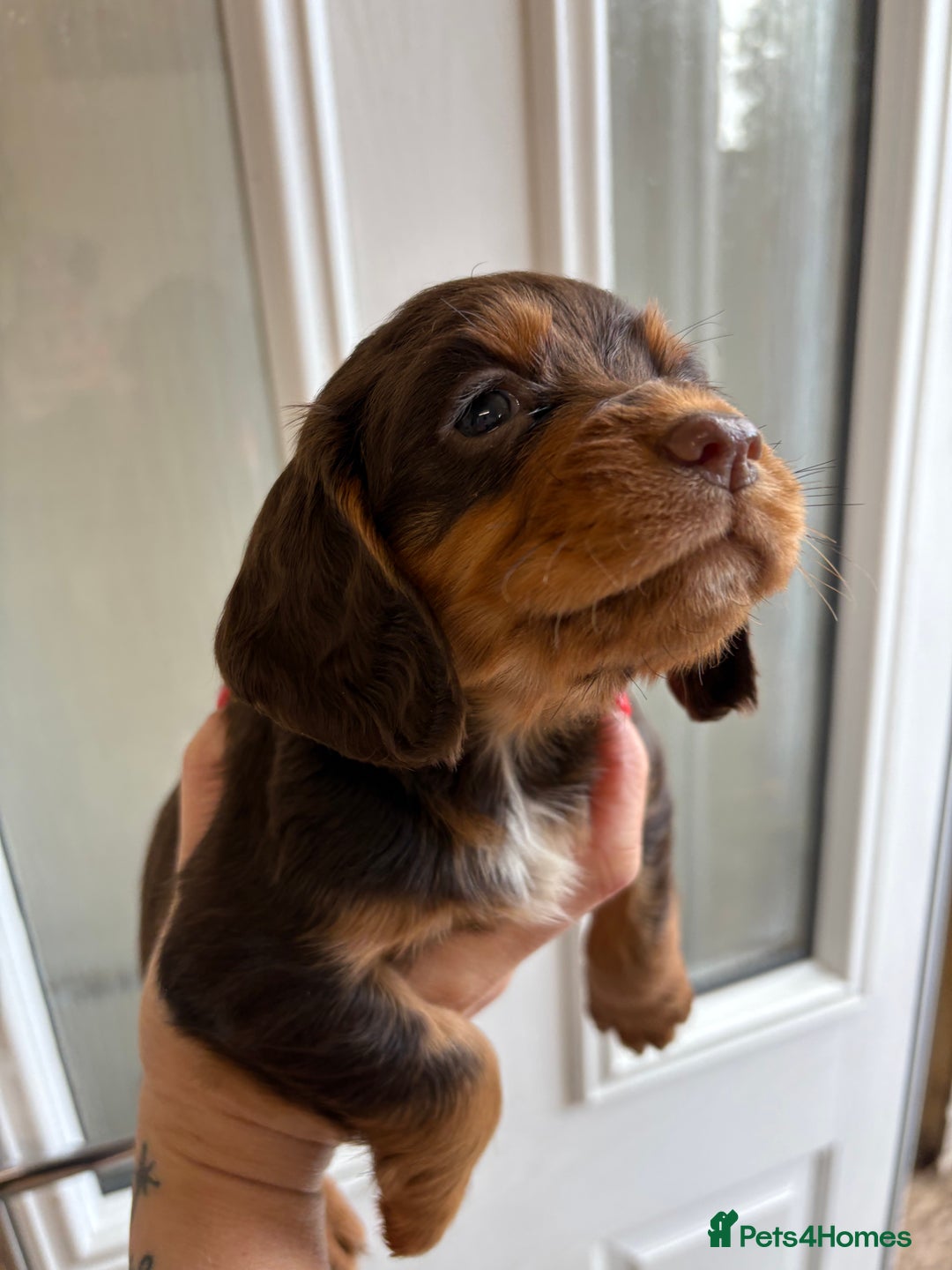 Cocker Spaniel dogs for sale: Only 1 pup left! Fantastic WCS health tested pup  - Image 5