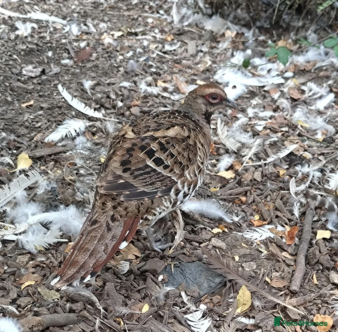 Pheasants poultry for sale: Elliott pheasants  - Advert 3