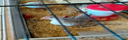Chickens poultry for sale: Two cream.legbar cockerals.for sale in Bridgend - Advert 2
