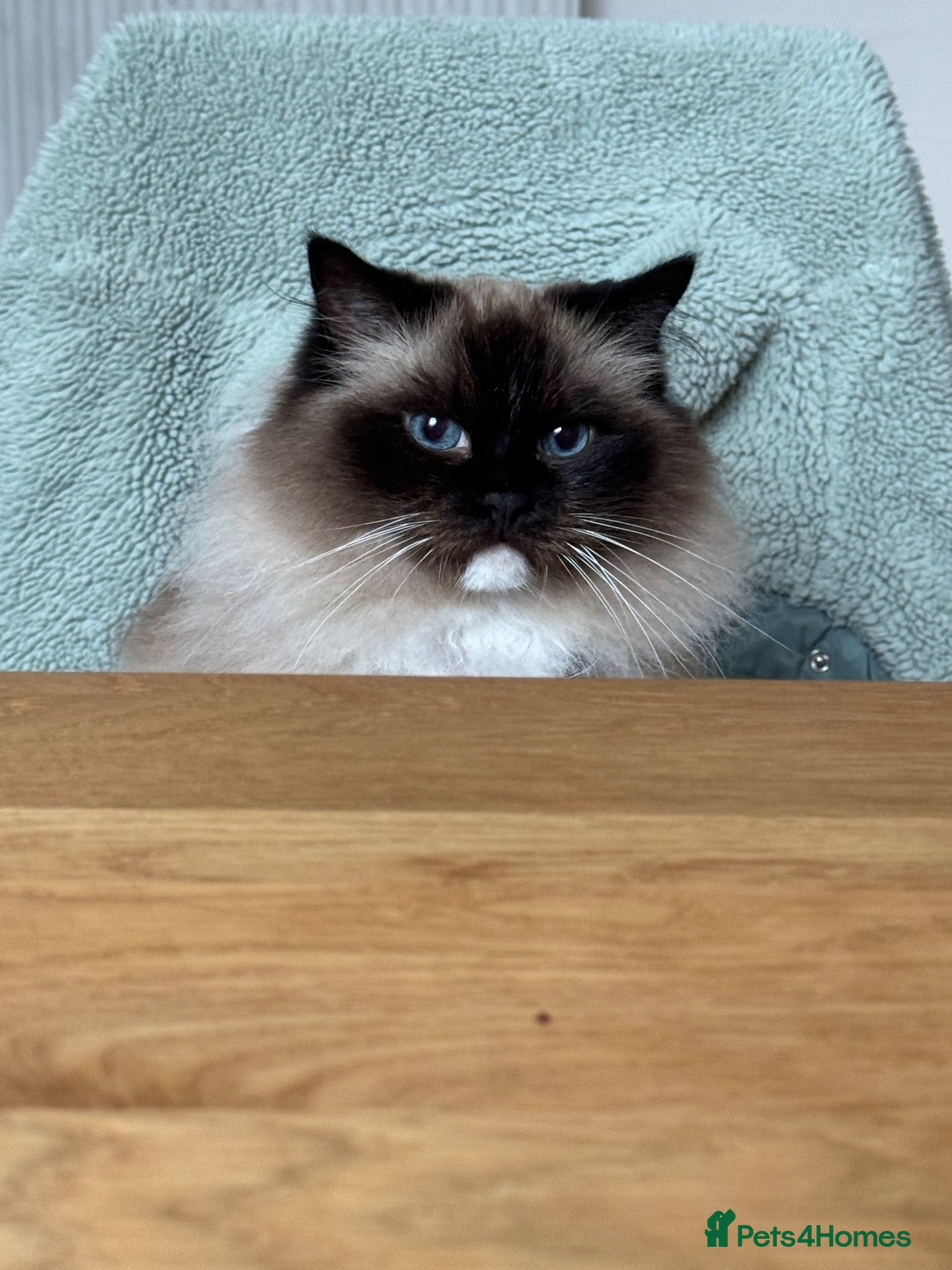 Ragdoll cats Female ragdoll - Advert 7