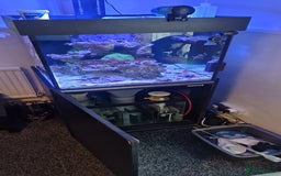 Other/Mixed Breed fish for sale: Salt water aquarium + quarantine tank - Image 3