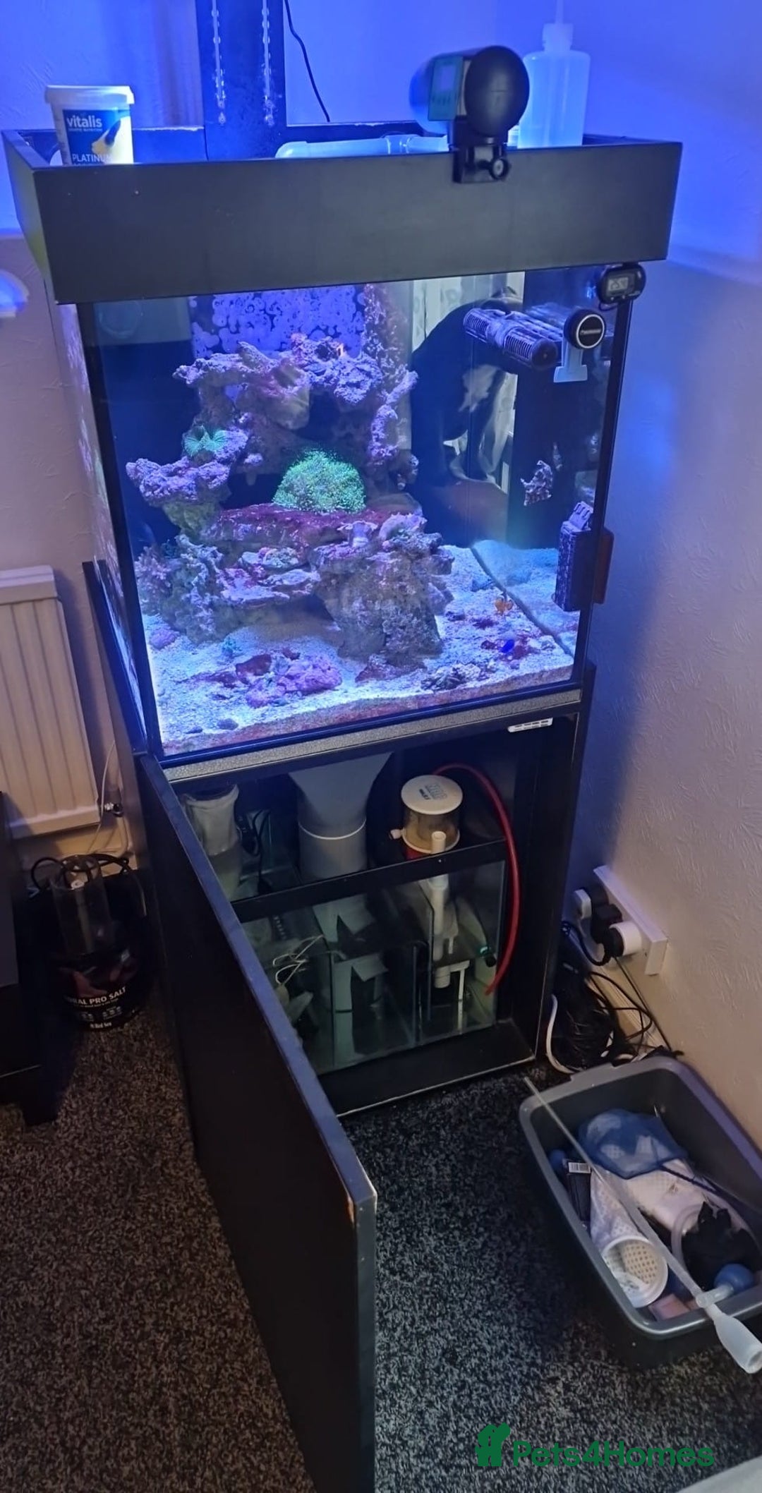 Other/Mixed Breed fish for sale: Salt water aquarium + quarantine tank - Image 3