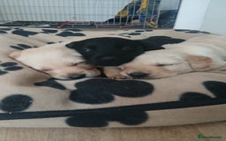 Goldador dogs for sale: Beautiful black and golden goldador puppies  - Image 1