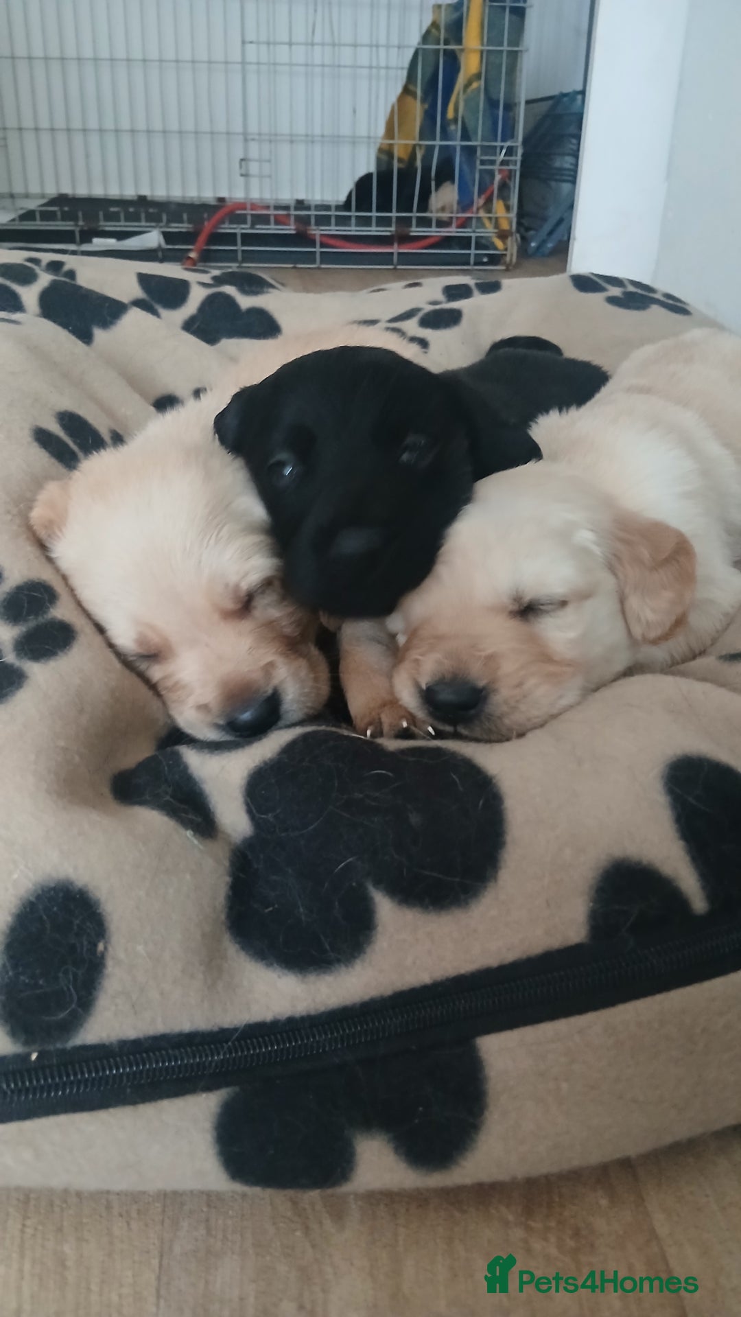 Goldador dogs for sale: Beautiful black and golden goldador puppies  - Image 1