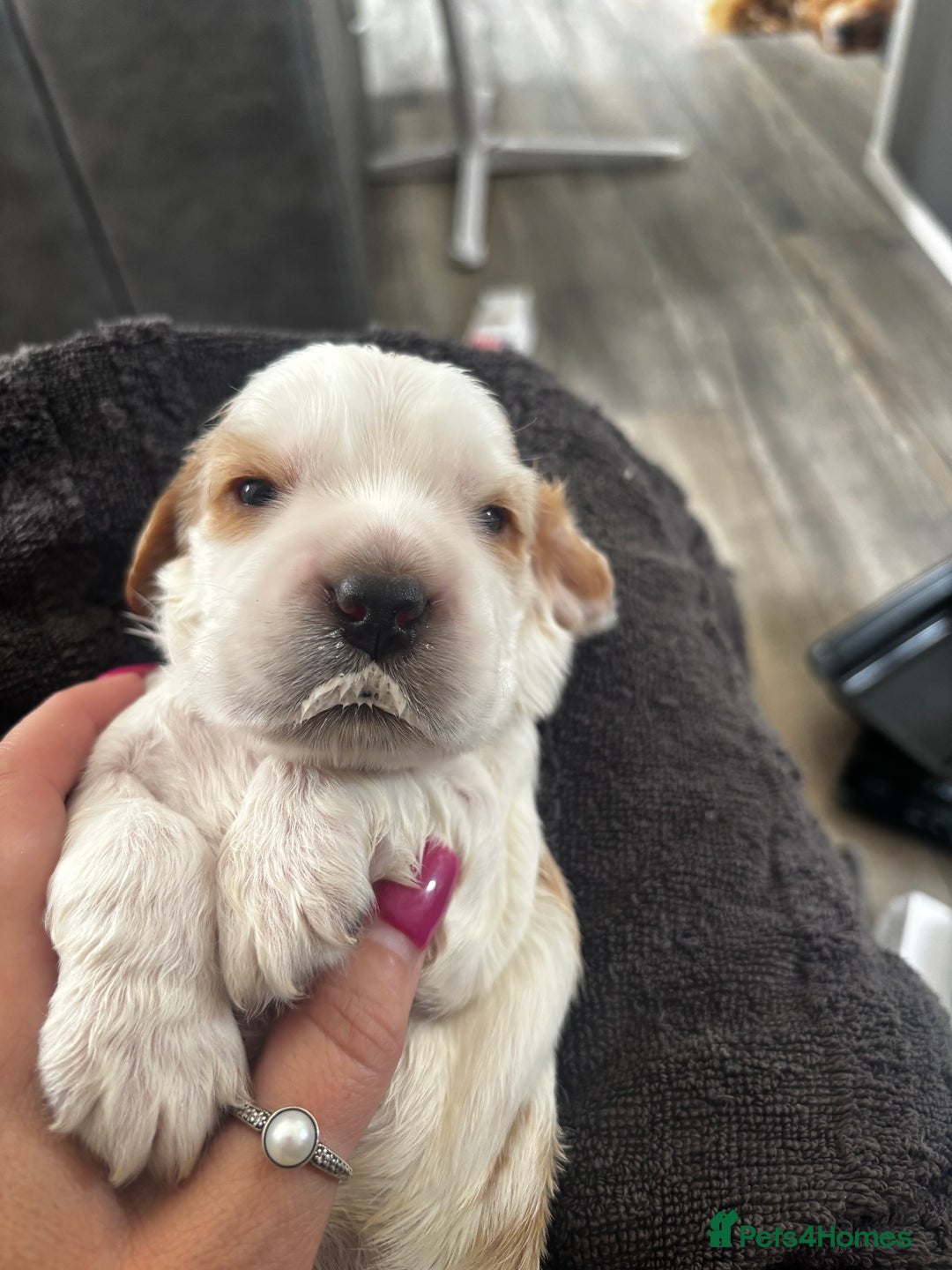 Cocker Spaniel dogs for sale: COME AND MEET US NOW Outstanding  show type - Image 21