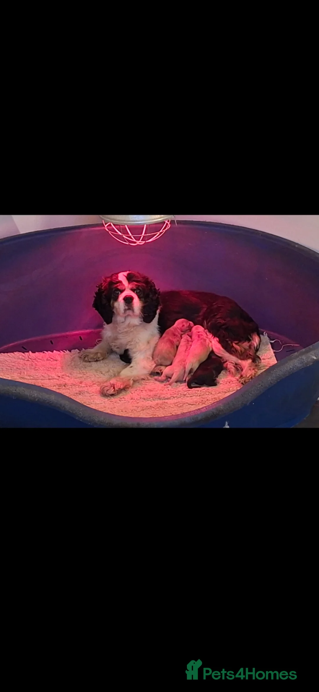 Cavapoo dogs for sale: 4 beautiful cavapoo boy pups - Advert 1