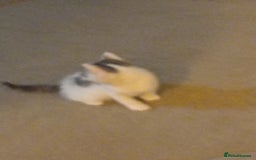 Mixed Breed cats for sale: Stunning British short hair x - Advert 4