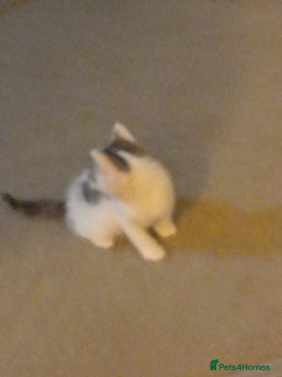 Mixed Breed cats for sale: Stunning British short hair x - Advert 4