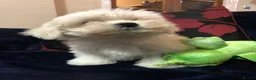 Mixed Breed dogs for sale: shihtzu / bichon x maltese  - Advert 23