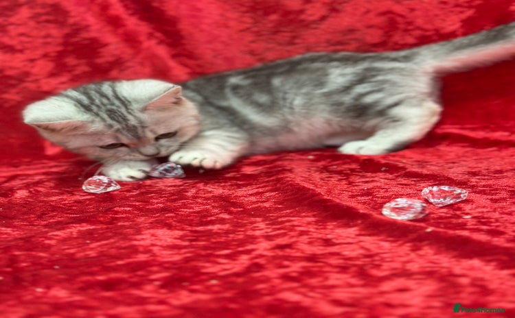 British Shorthair cats GCCF British short hair boy for loving home  - Advert 5