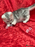 British Shorthair cats GCCF British short hair kitten - Advert 2