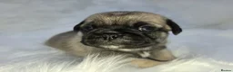 Pug dogs for sale: Royal Blue Litter - Exclusive Showline  - Advert 23