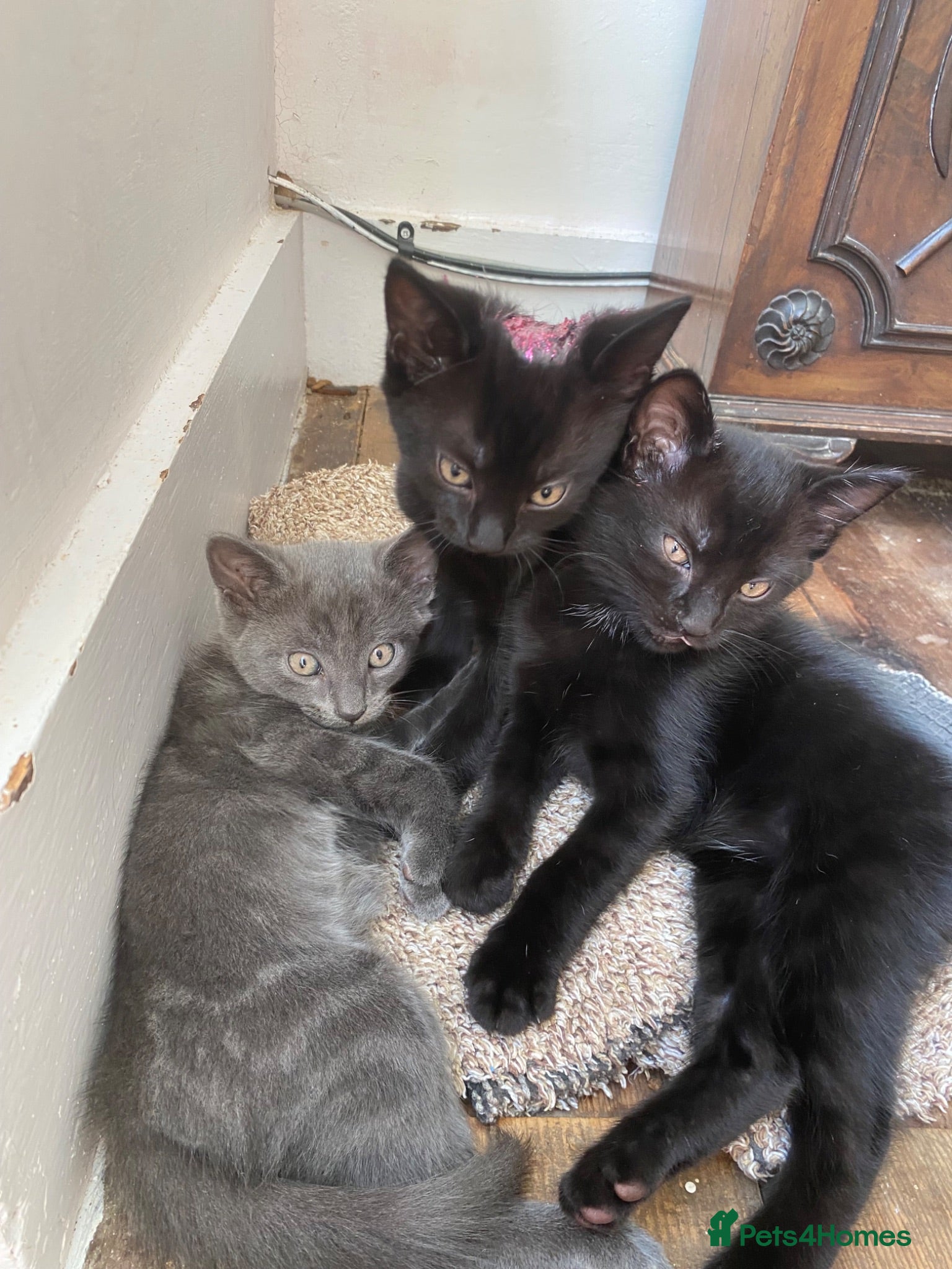 Mixed Breed cats Gorgeous Silver and Black Tabbies Ready Now.  - Advert 1