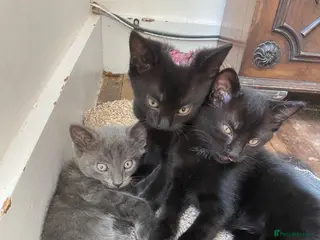 Mixed Breed cats Gorgeous Silver and Black Tabbies Ready Now. - Advert 1