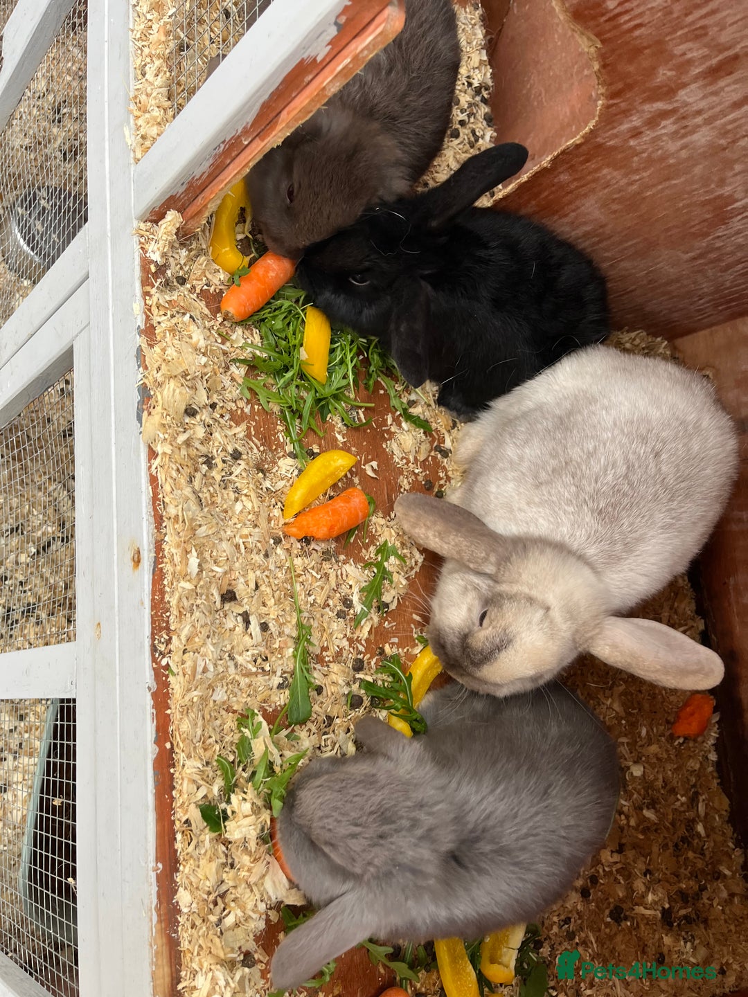 Mini Lop rabbits for sale: Mini lops for sale  - Advert 5