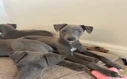 Whippet dogs for sale: 4 left, KC registered blue whippet puppies  - Image 3