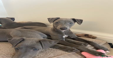 Whippet dogs - Advert 2