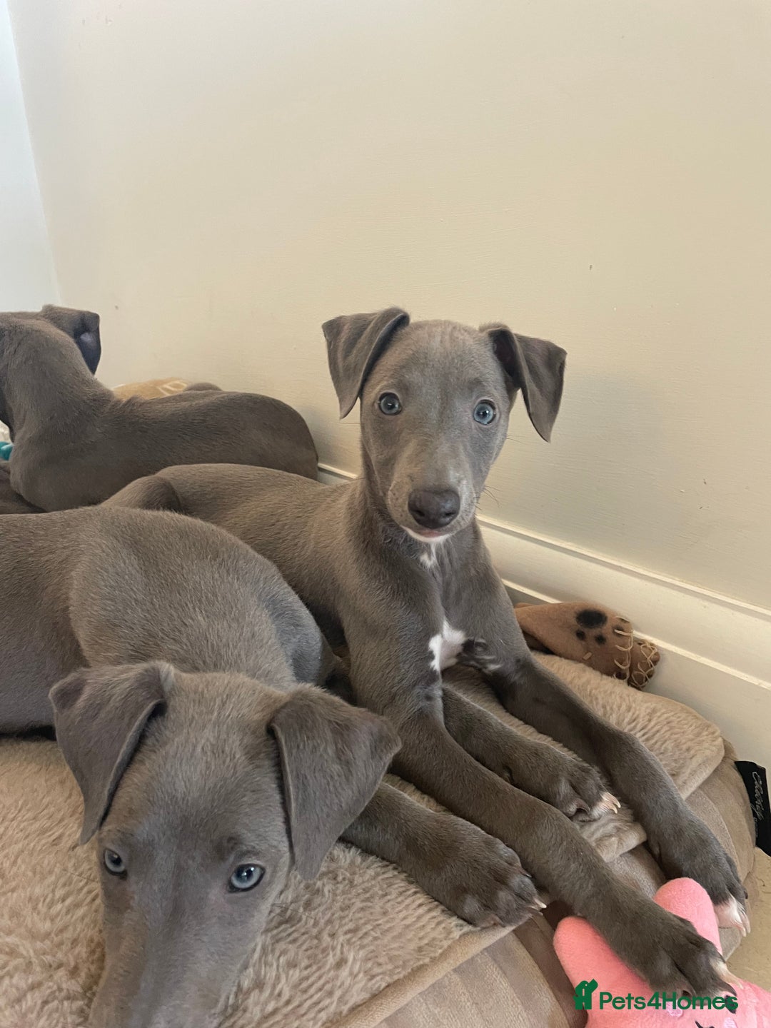 Whippet dogs for sale: 4 left, KC registered blue whippet puppies  - Image 3