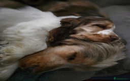 Cocker Spaniel dogs for sale: Kc chocolate roan sable - Image 1