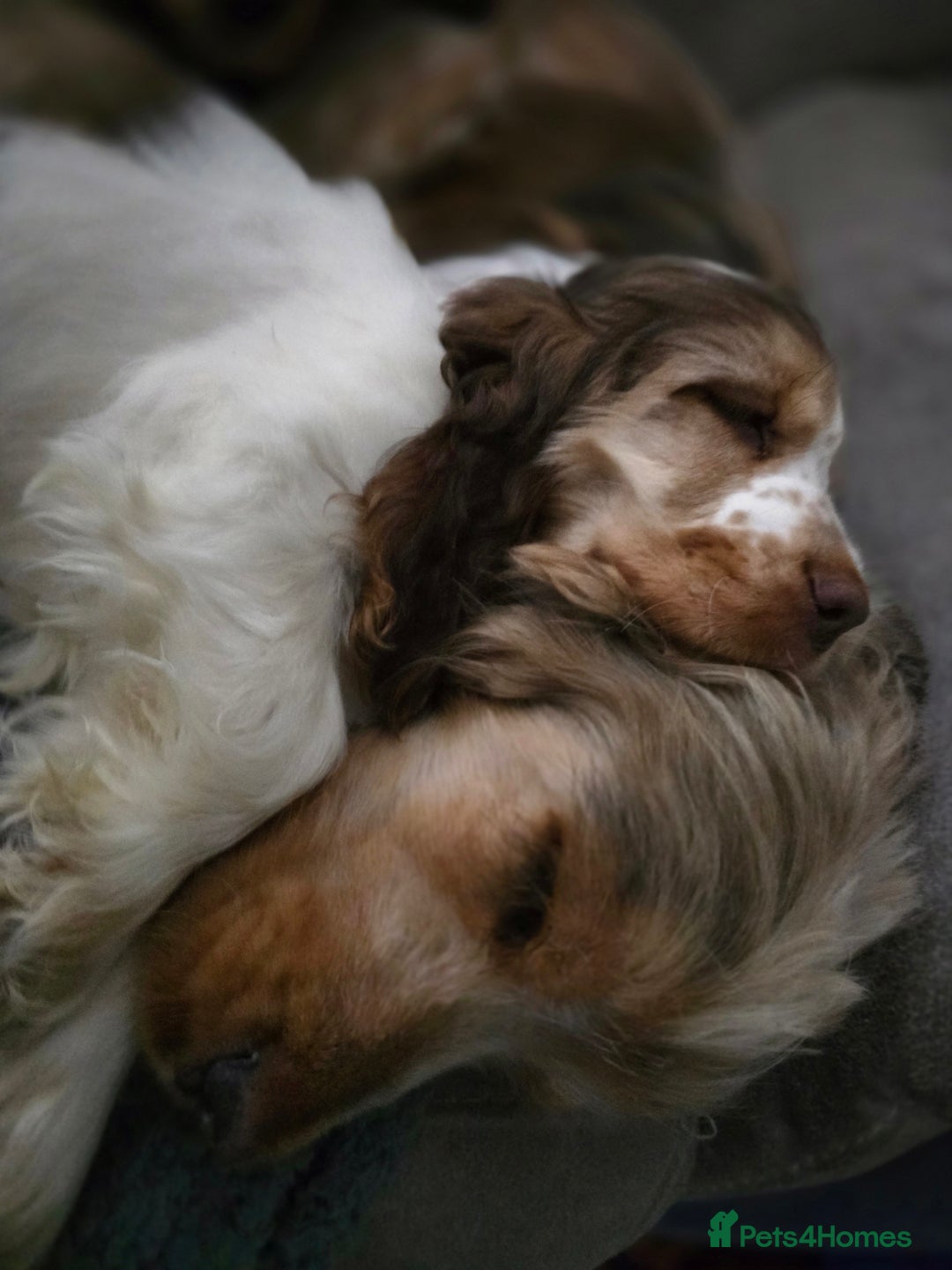 Cocker Spaniel dogs for sale: Kc chocolate roan sable - Image 1