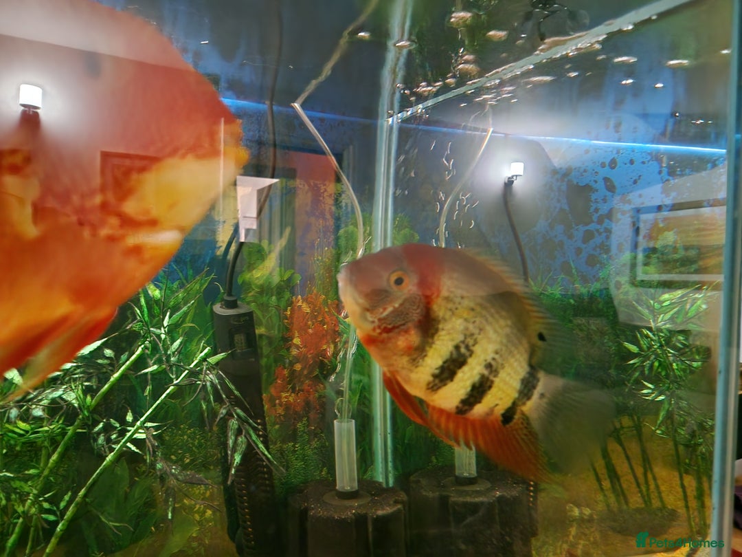 Cichlids fish for sale: Chiclids  - Advert 3