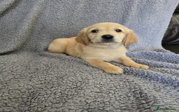 Golden Retriever dogs for sale: Beautiful golden retriever puppies for sale.  - Image 1