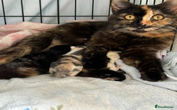 Mixed Breed cats for sale: 1yr 6mnth female cat for sale - Advert 7